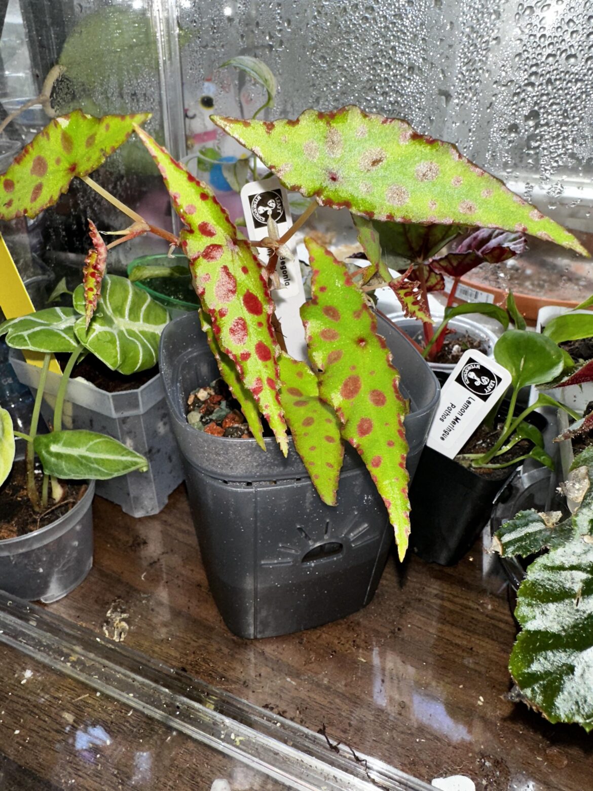 I just know it’s gonna drop leaves, so showing it before then. I just know it’s gonna drop leaves, so showing it before then.