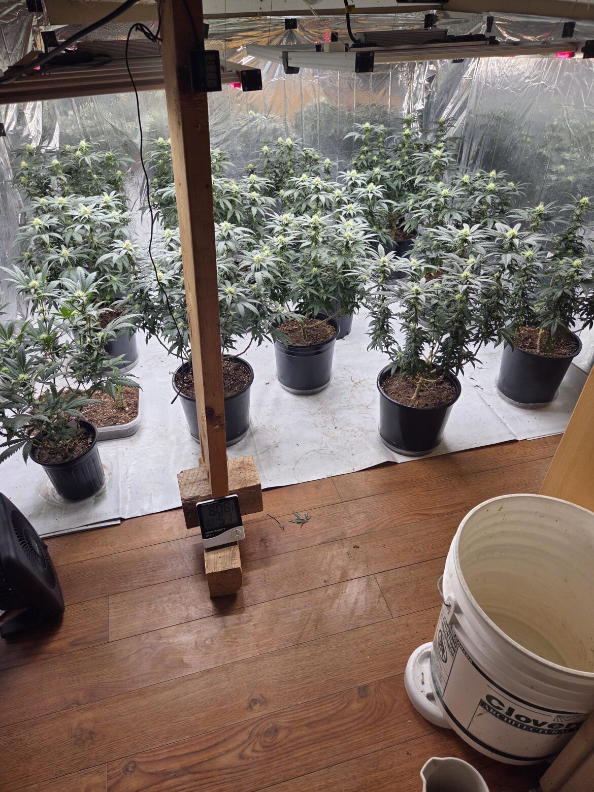 Og kush grown in peatmoss and perlite..