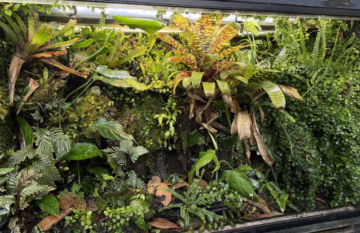 4 year old vivarium growth