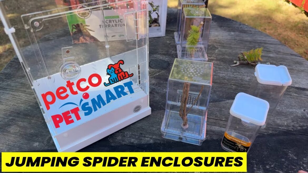 Discover The Best Pet Jumping Spider Enclosures (Under $25)