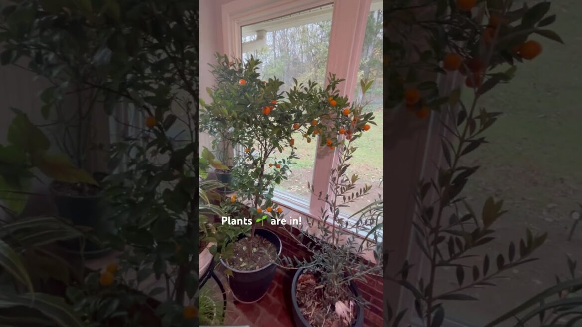 Sunroom is ready for 🥶! #ihavethisthingwithplants #garden #gardening