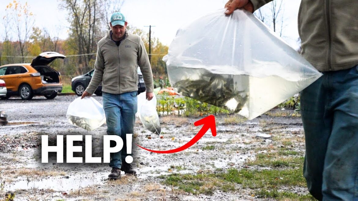 These Will Solve Our Mosquito Problem AND Feed Our Family!