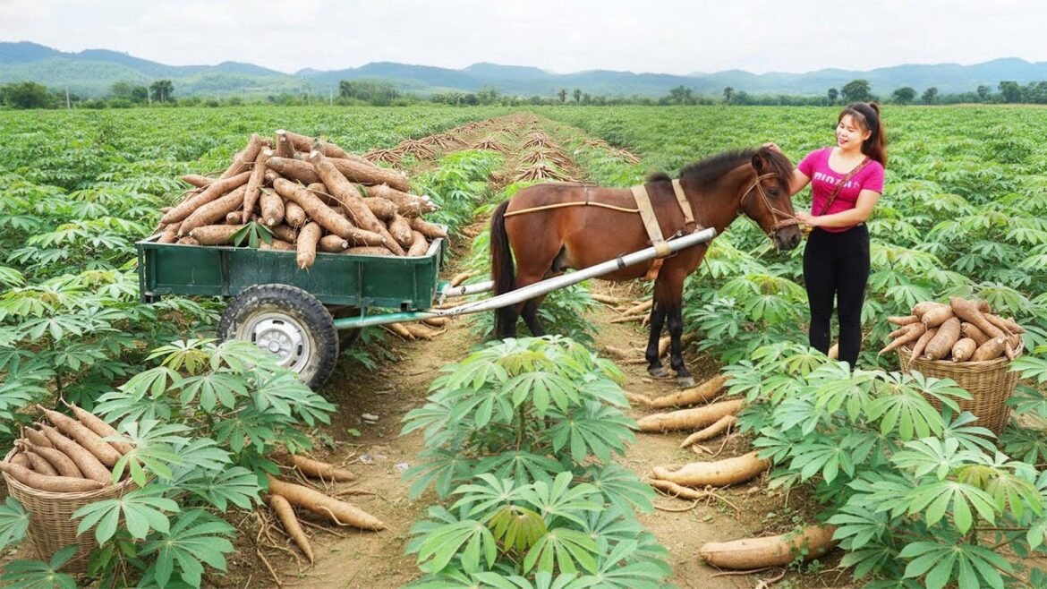 TIMELAPSE: Harvesting Cassava Roots Selling At Market, Vegetable Gardening & Family Farm Building
