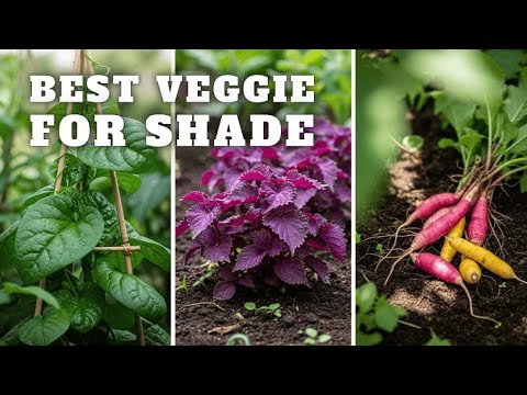 Top 10 Vegetables and Herbs PERFECT for SHADE Garden Spots Top 10 Vegetables and Herbs PERFECT for SHADE Garden Spots