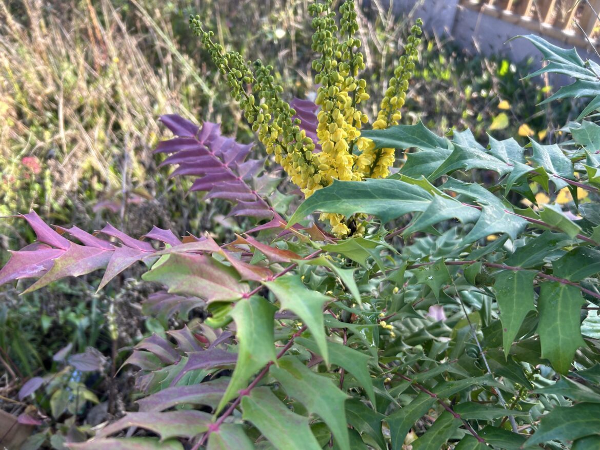 Just about to flower in the UK in November?