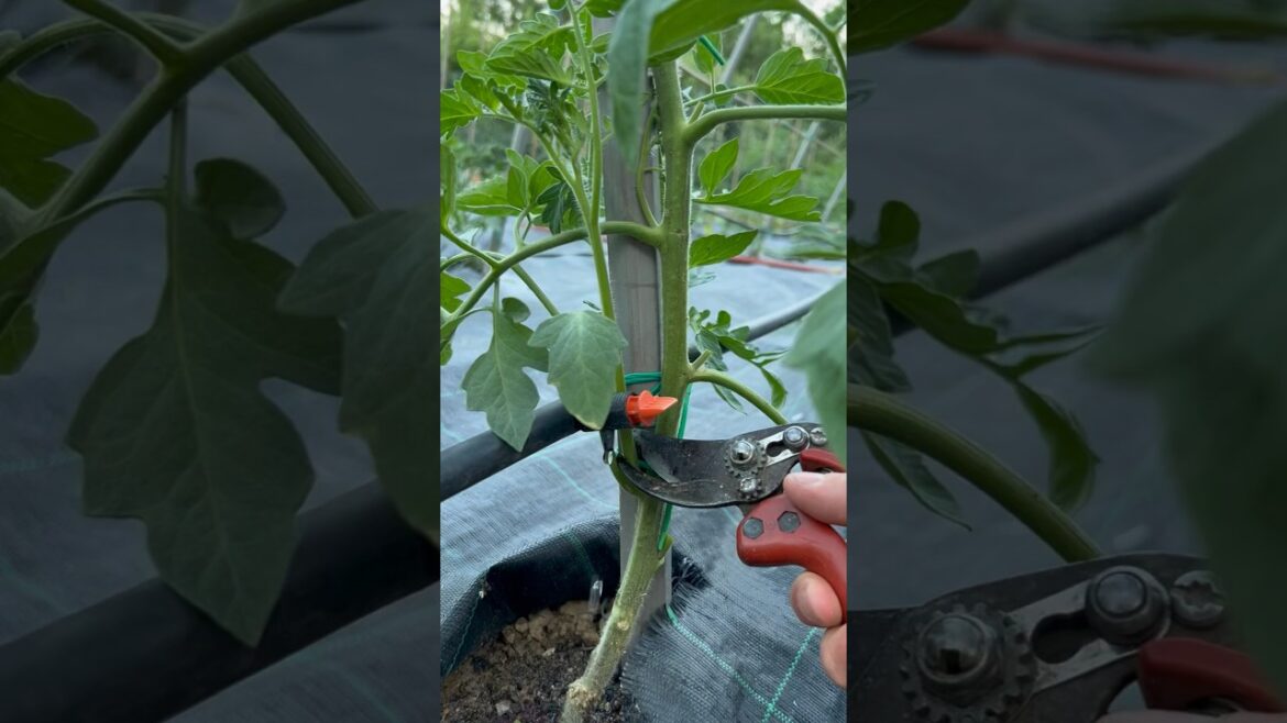 #pruning tomato! #agribros #gardening #asmr #garden #cuttingskills #agriculture #tomato #planting #pruning tomato! #agribros #gardening #asmr #garden #cuttingskills #agriculture #tomato #planting