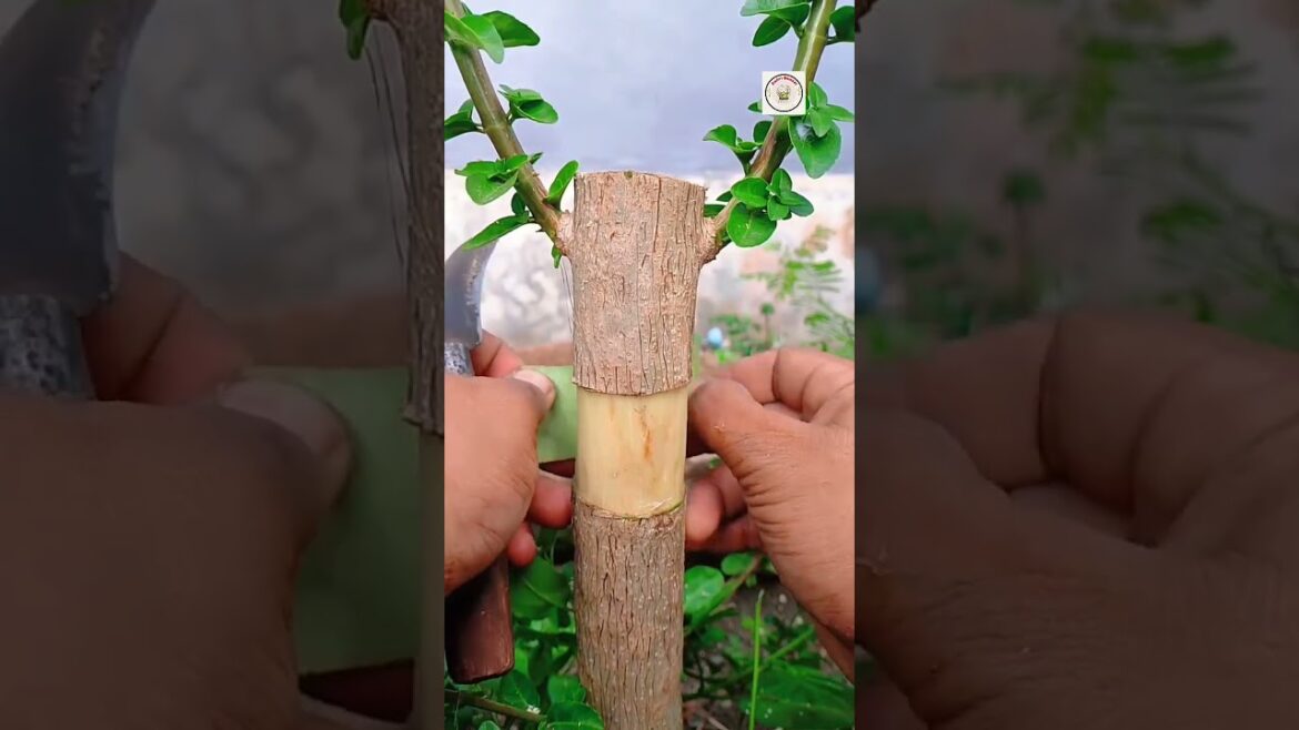 Air Layering using used pots gives amazing results, with a 90% success rate and fast growth.#bonsai