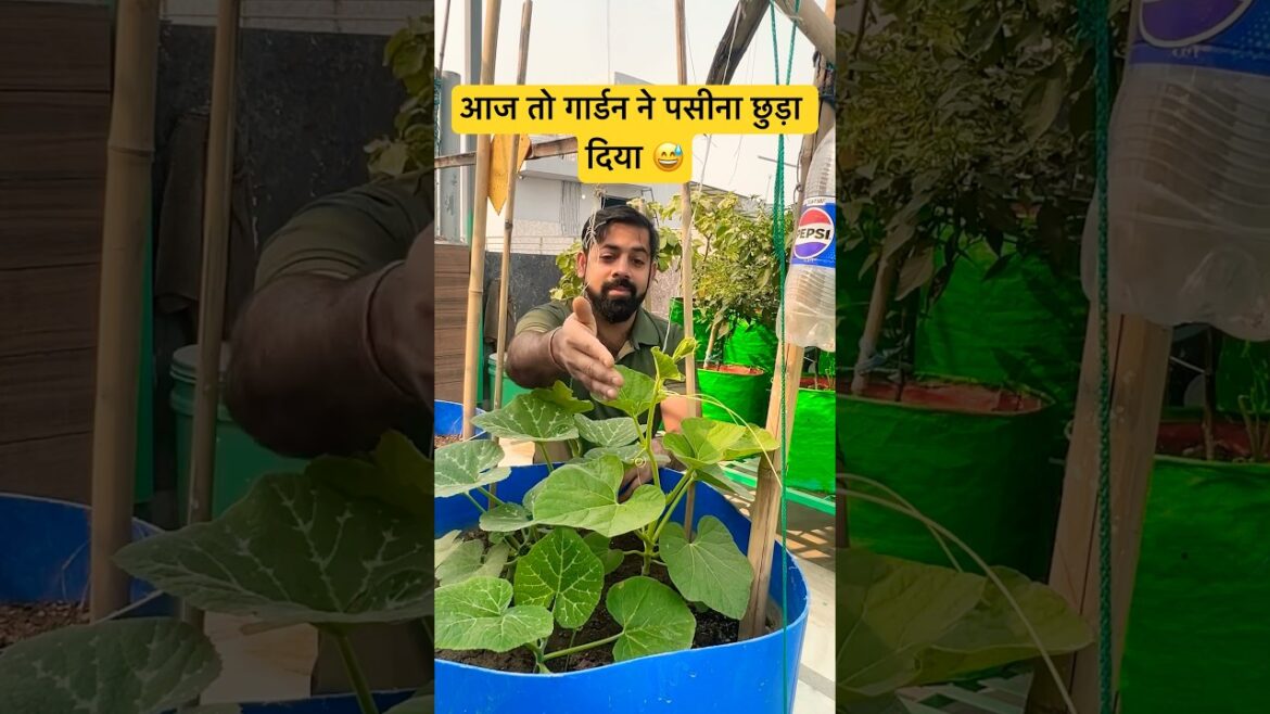 💁🏻‍♂️आज पूरा गार्डन सँवार दिया | #aasanbagwani #gardening #shortsfeed
