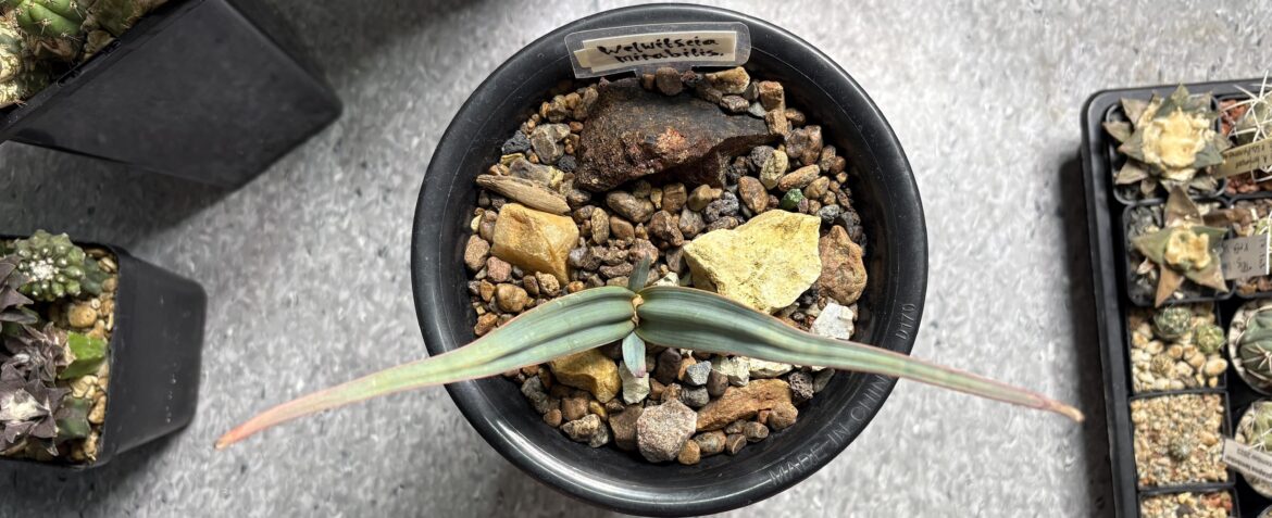 Welwitschia miriabilis