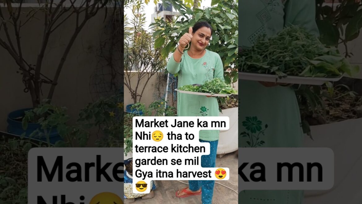 market Jane ka mn nhi 😔tha ho terrace kitchen garden se mil gaya itna harvest 😍😎||#harvest #viral