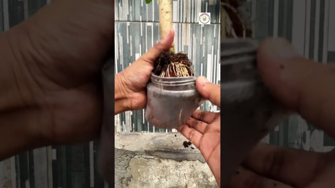 Results after 3 weeks of water layering show good root growth. #bonsai #bonsaitree #bonsailovers Results after 3 weeks of water layering show good root growth. #bonsai #bonsaitree #bonsailovers