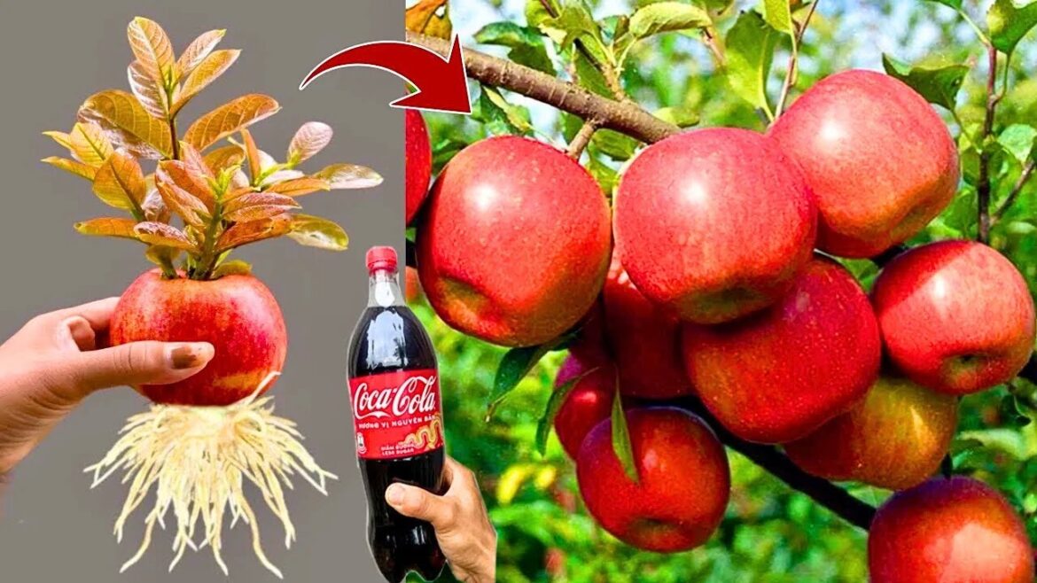 🔴LIVE 🌿Amazing how to propagate 🍎 apple trees from fruit get plenty of fruit all year round 🔴LIVE 🌿Amazing how to propagate 🍎 apple trees from fruit get plenty of fruit all year round