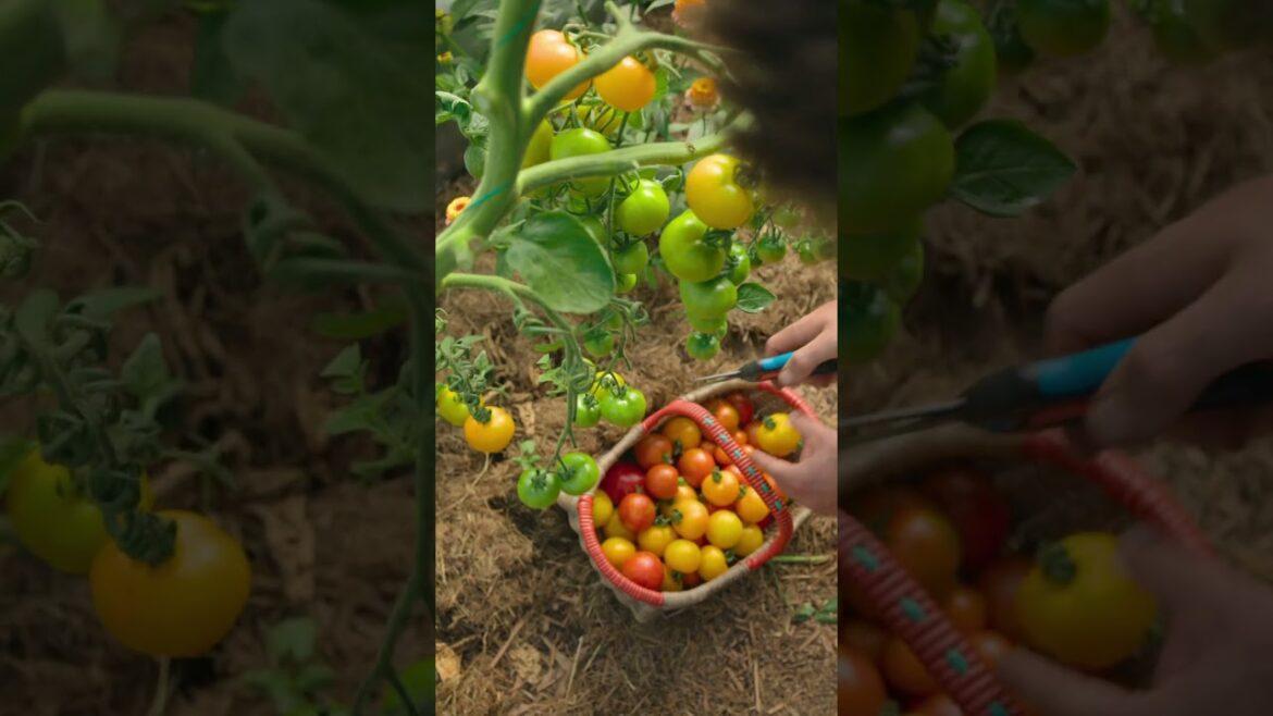 How To Grow Food #selfsufficiency