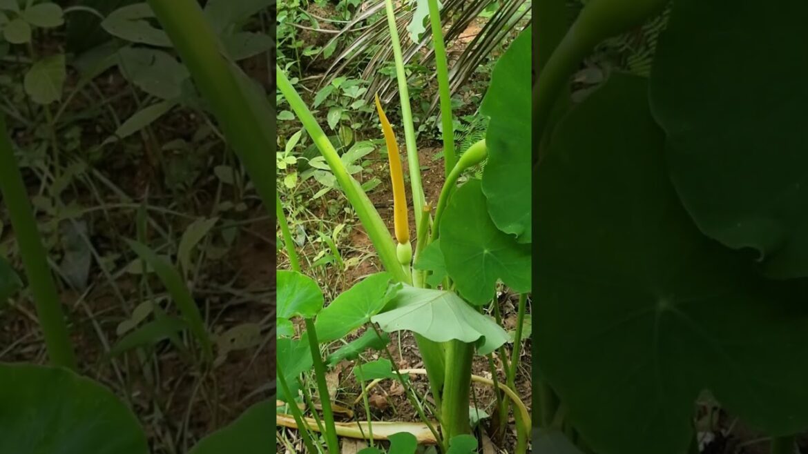 🌲 Arbi ka phool kya aapne kahin dekha hai #ytshorts #utubeshorts #gardening# greenworldber 🌲 Arbi ka phool kya aapne kahin dekha hai #ytshorts #utubeshorts #gardening# greenworldber