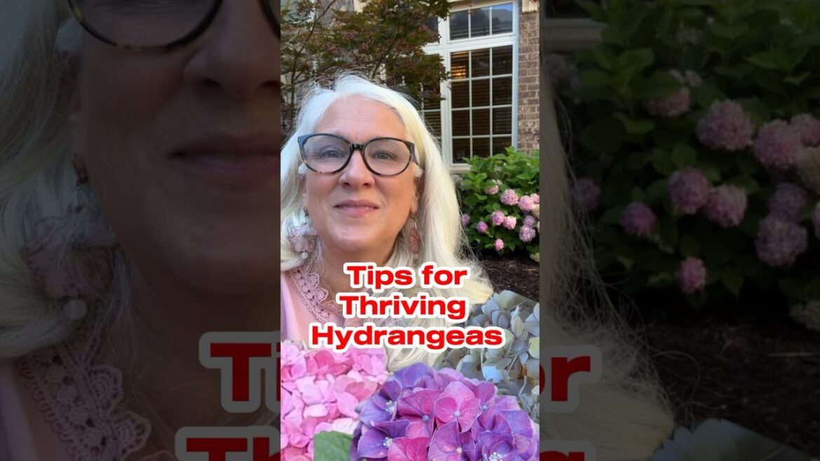 Tips for Growing Thriving Hydrangeas & Color Change Magic #gardentips # #gardening #hydrangea Tips for Growing Thriving Hydrangeas & Color Change Magic #gardentips # #gardening #hydrangea