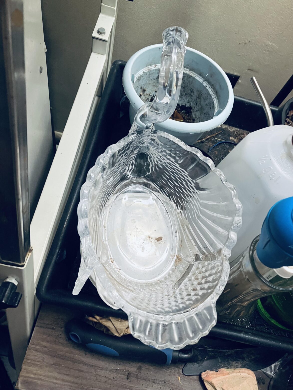 What would be a good choice to grow in this glass swan?