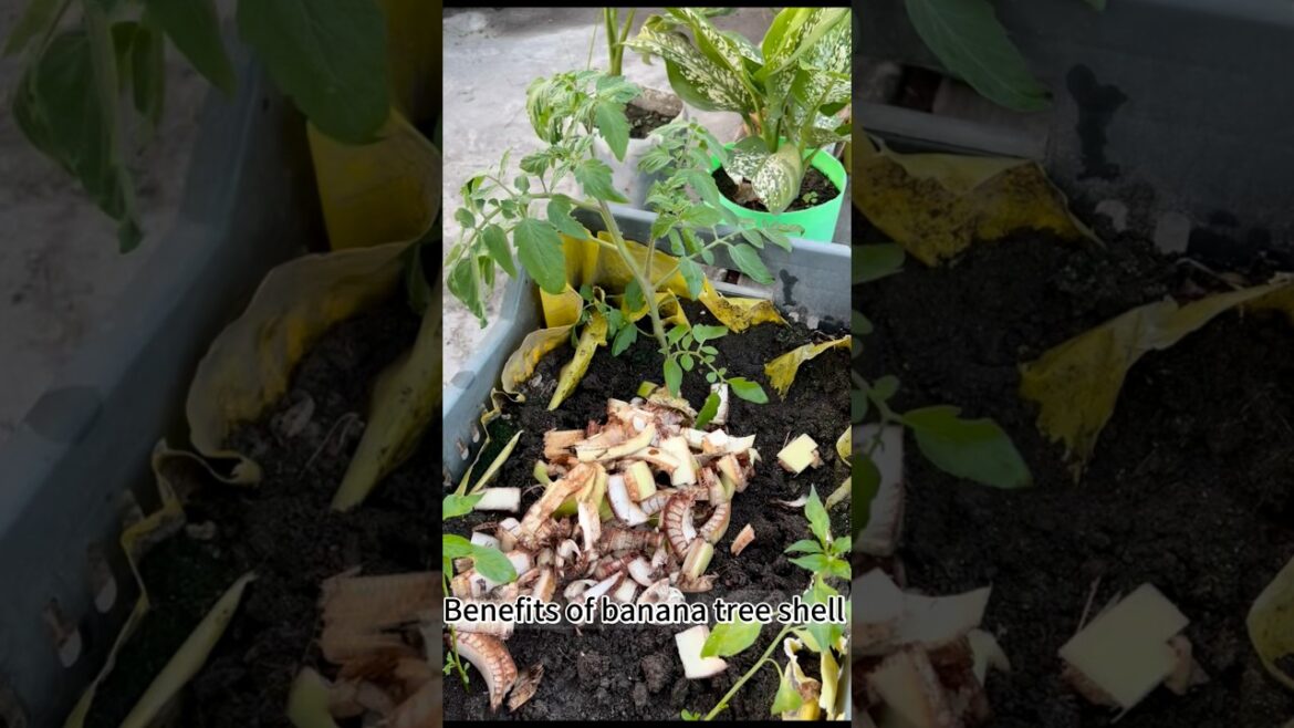 Tomato care tips using banana tree shell compost as compost #tomato #gardening #rooftopgarden