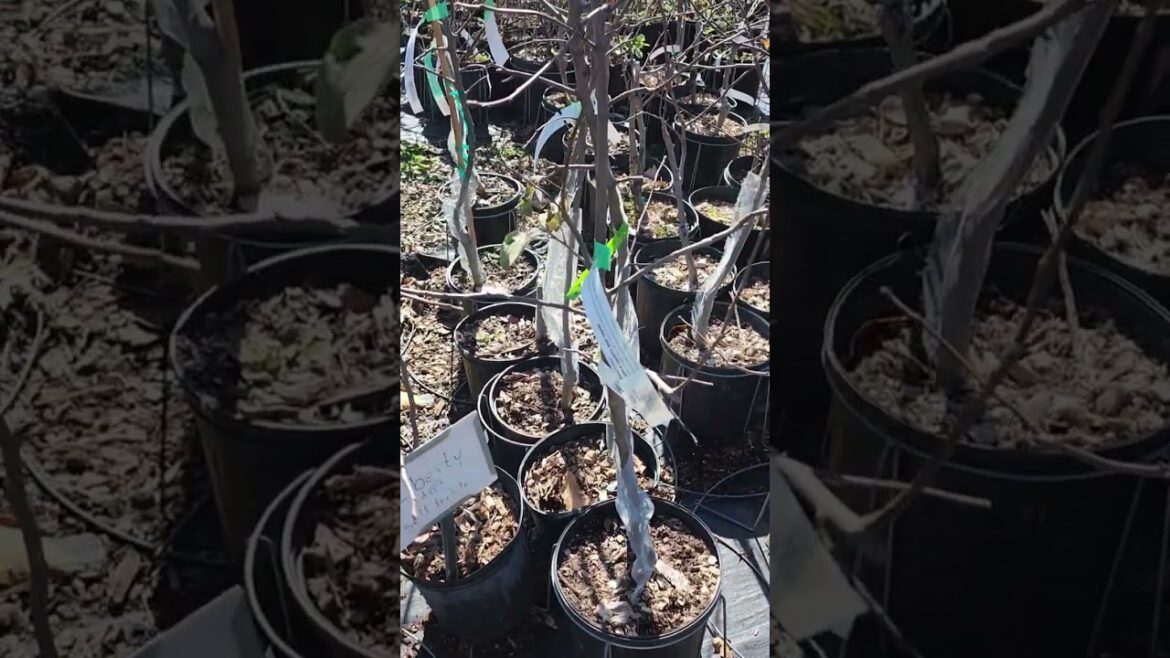 Looking at the apple varieties they sell at Edible Landscaping in Afton, VA. #gardeningwithcoffee