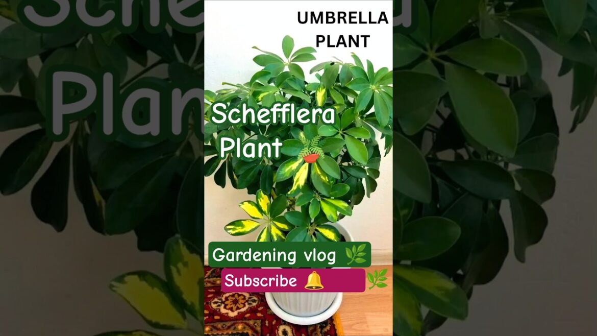 🌟 Schefflera Plant Care Tips 🪴 | umbrella plant tips🍃| Gardening vlog🌿 #shorts 🌟 Schefflera Plant Care Tips 🪴 | umbrella plant tips🍃| Gardening vlog🌿 #shorts