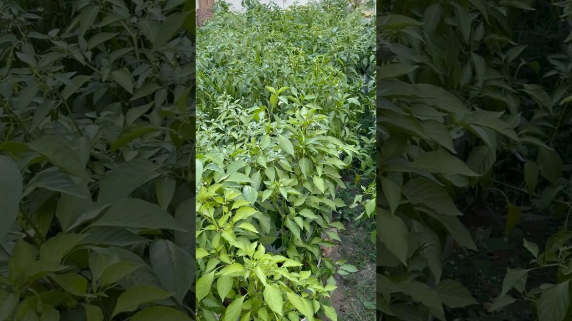 Buckets garden #fortnite #shortsviral #garden #support #gardening #subscribe #subscribemychannel