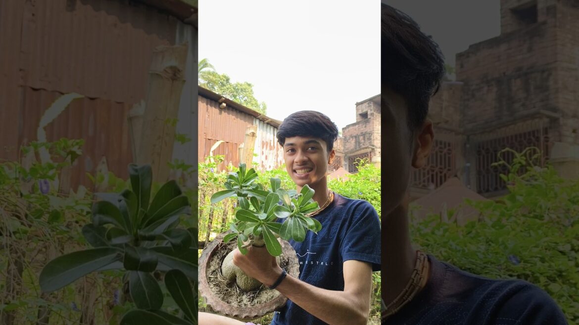 Adenium Gachh surprise dilo 😯#shortvideo #shorts #minivlog #adenium #gardendesign #vlog