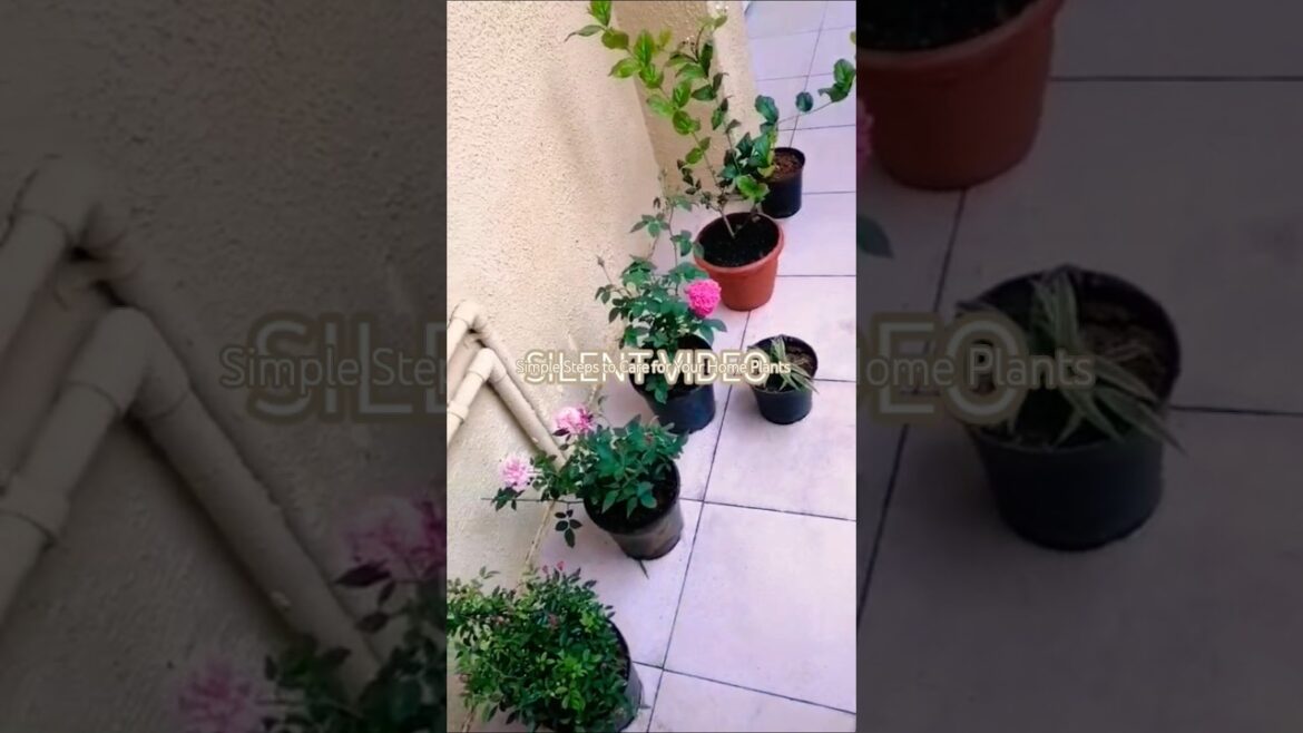 Small Backyard Garden | Easy Ways to Grow Rose Plants in PotsEasy Potted Garden Tour /cap boy