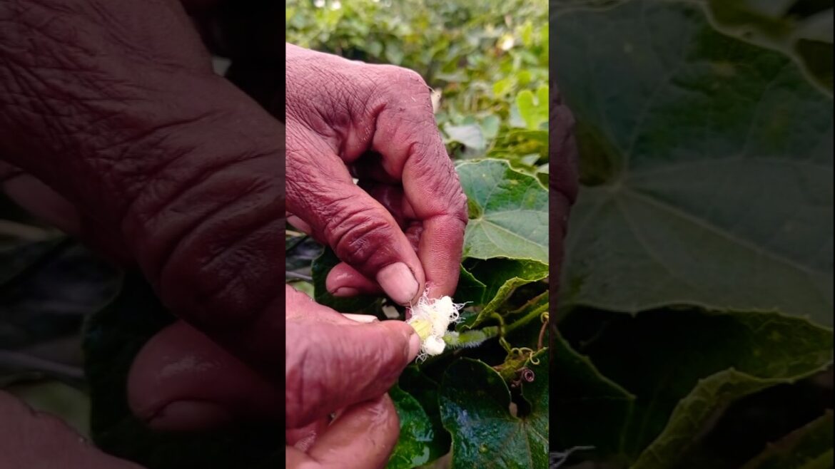Farmer’s Gentle Touch | Hand Pollination of Pointed Gourd Blossoms #shorts