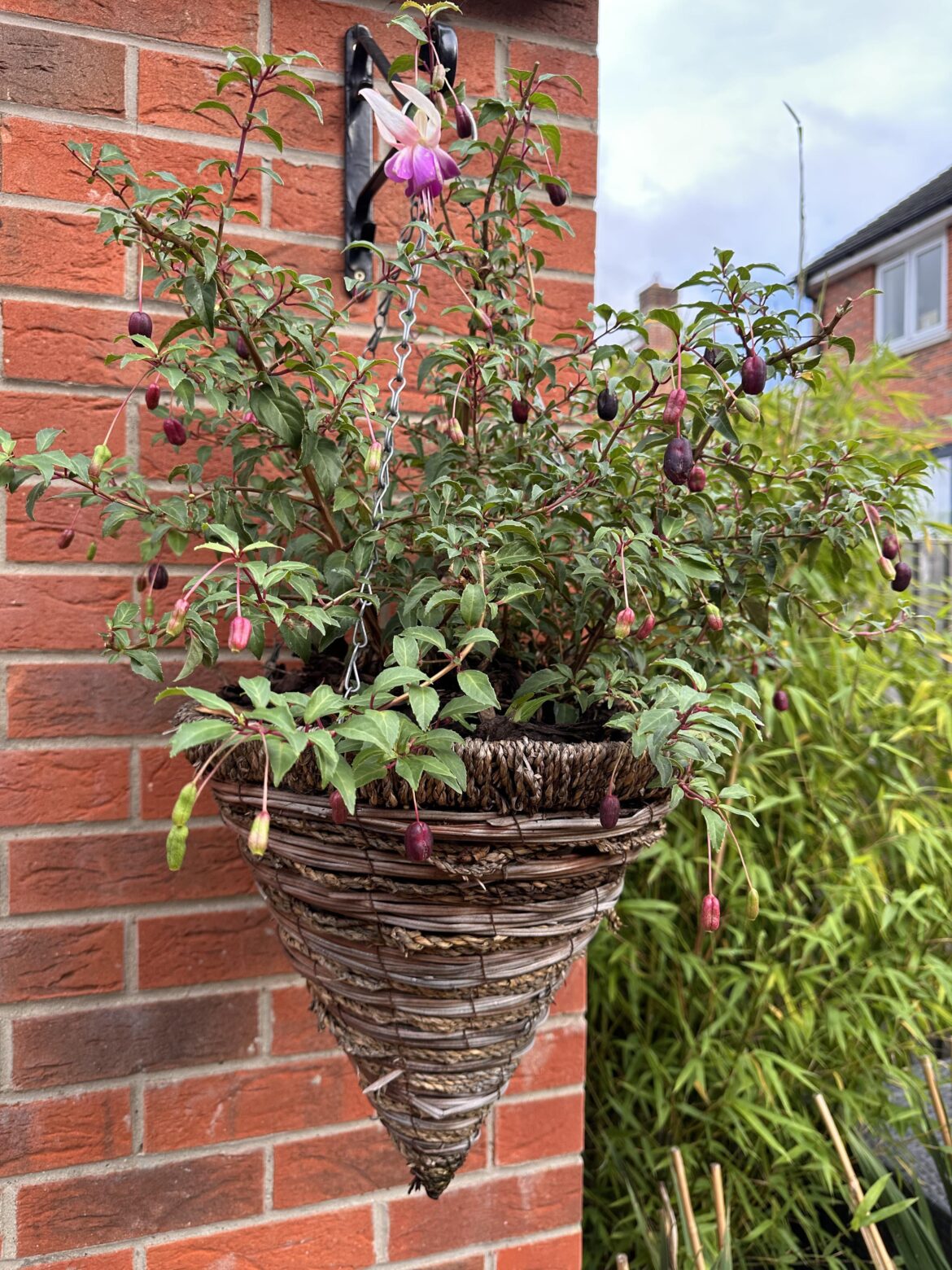 Best way to look after this hanging basket over winter? Best way to look after this hanging basket over winter?