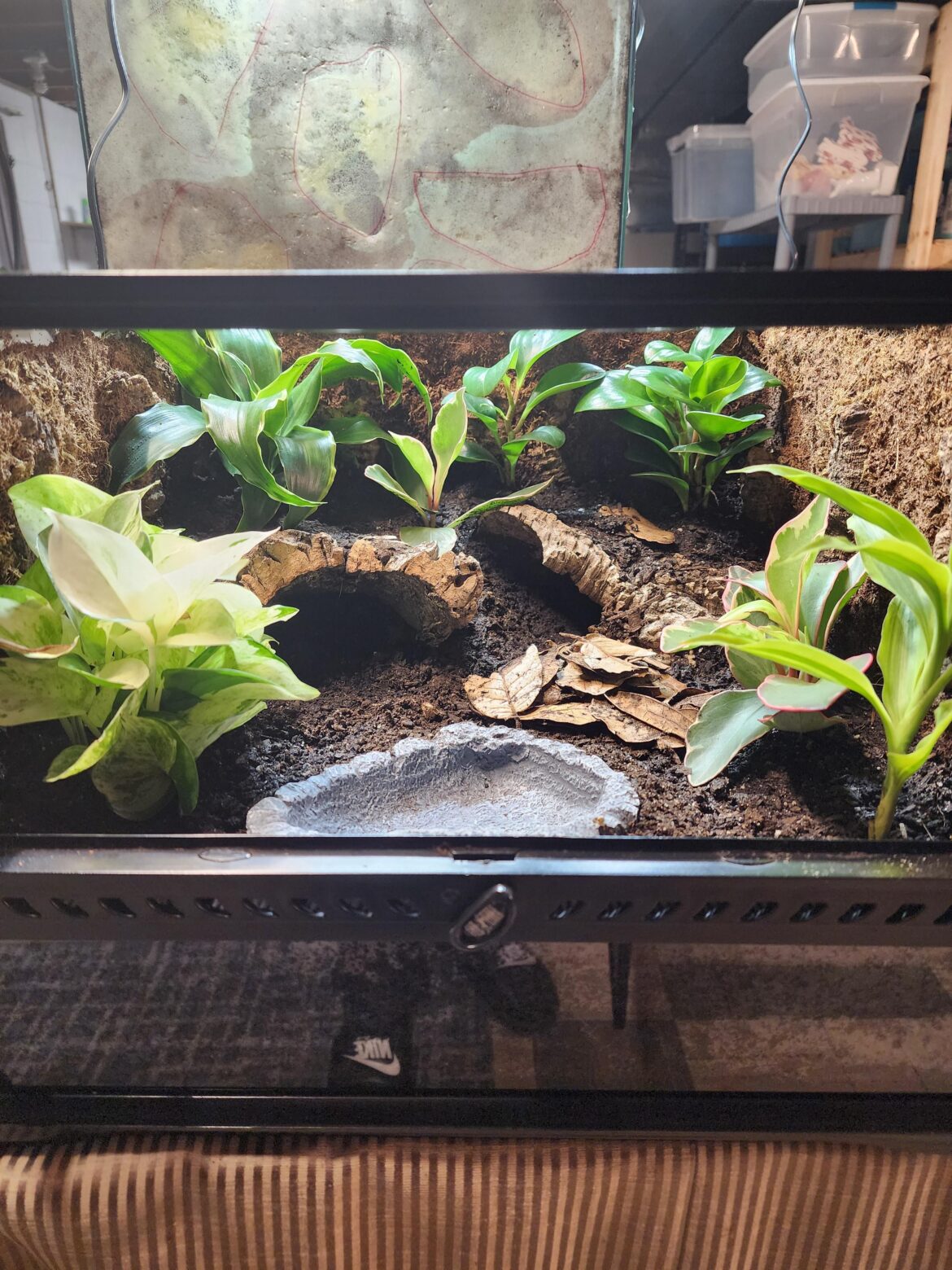 So I set this bioactive up for a pac-man frog! I watched a few videos and none of them had put a drainage layer! I was looking for opinions because I did not put one in this set up and I'm worried it my cause some kind of bacteria or root riot! I do have springtail and isopods in it! (Also will spre