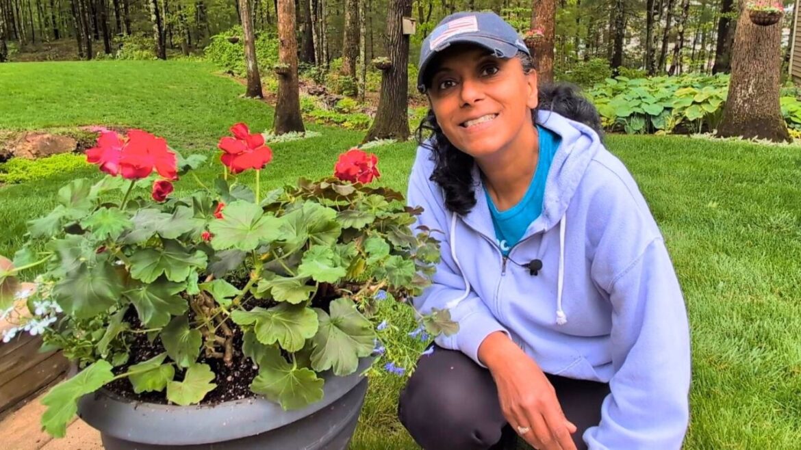 Planting Summer Container Pots | How I Get Pansies to Return || Budget Gardening