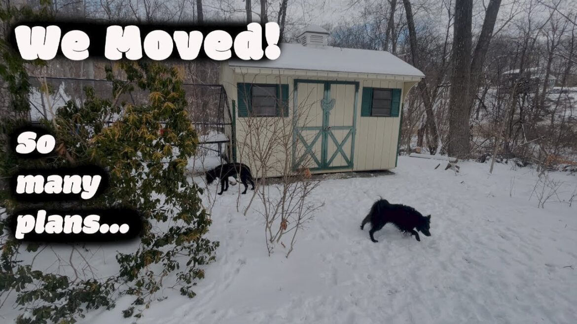 Chicken Winter Care. Pups in Snow. Garden Plans! Chicken Winter Care. Pups in Snow. Garden Plans!