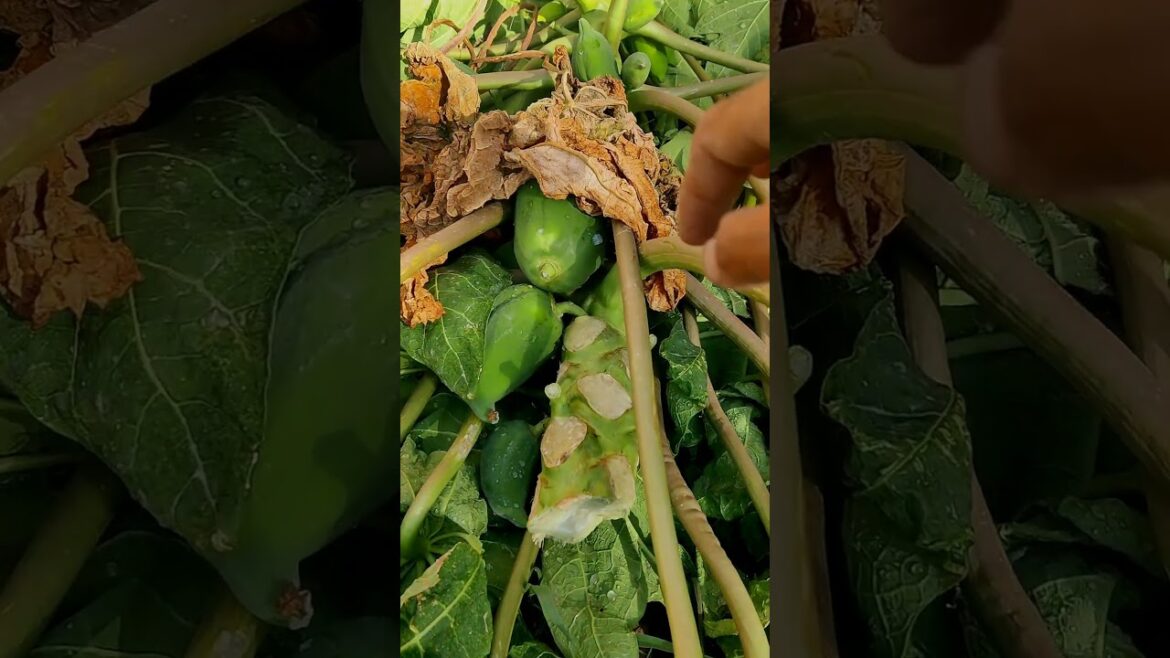 The Sad Ending of my PAPAYA Tree_The wind destroyed everything in one blow. The Sad Ending of my PAPAYA Tree_The wind destroyed everything in one blow.