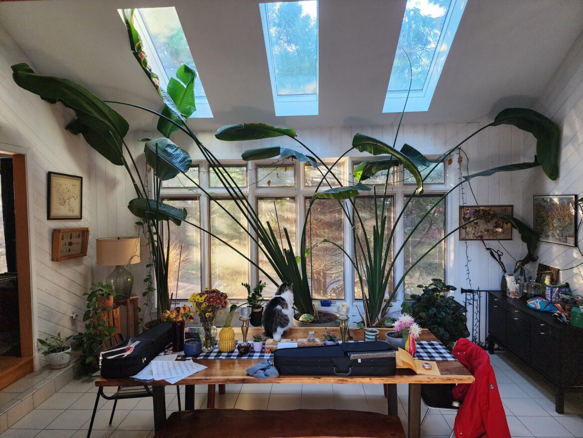 Birds of Paradise trying to escape my house through the skylights! Birds of Paradise trying to escape my house through the skylights!