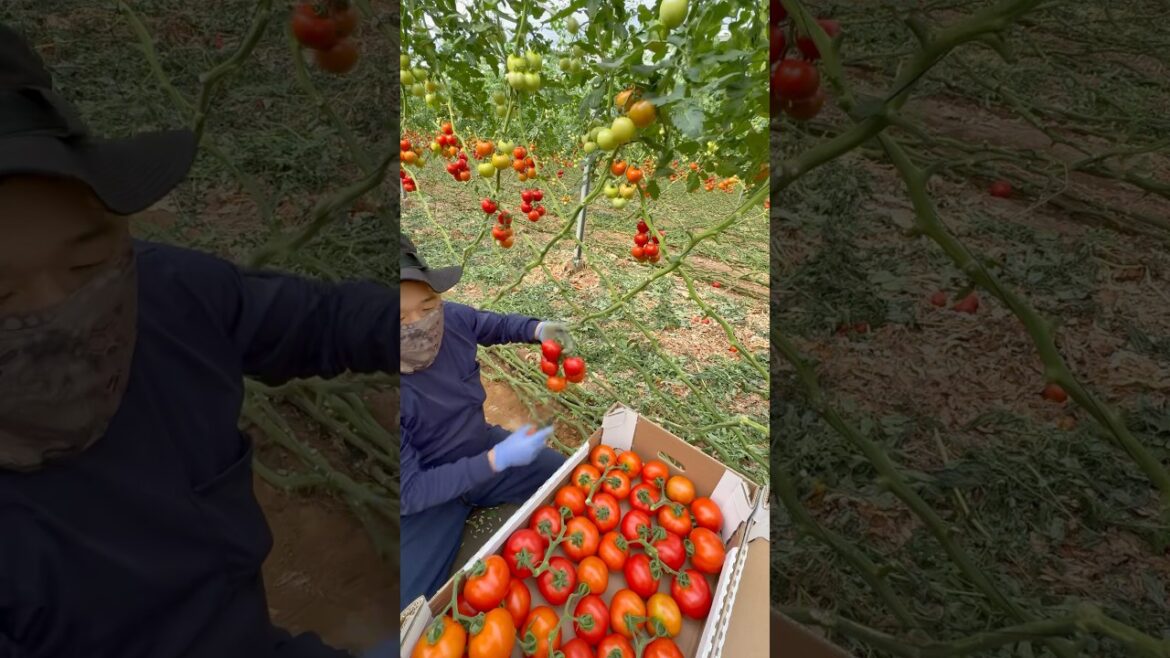 Best Harvesting Tomato 🍅 #tomato #farming #garden #tips #agriculture