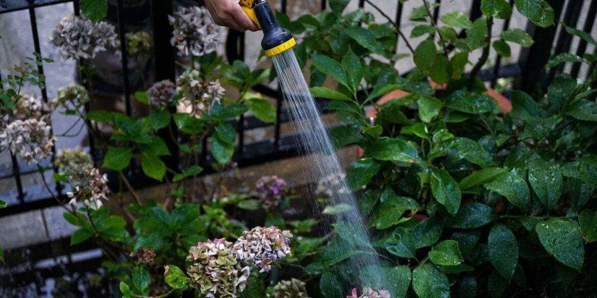 Labour's eco-adviser demands pay-per-litre charge for watering YOUR garden