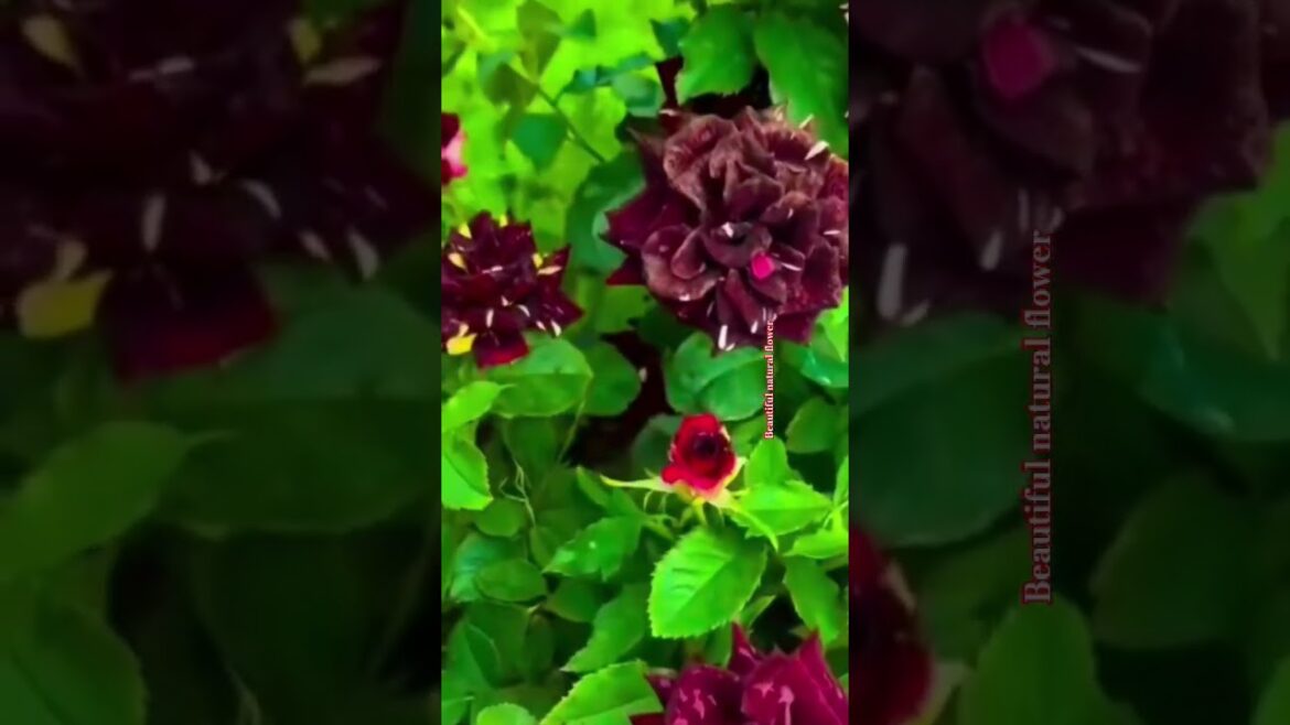 Amazing colour rose flowers#flowers #terracegardenindia #gardendesign #nature #plantsofindia #shorts