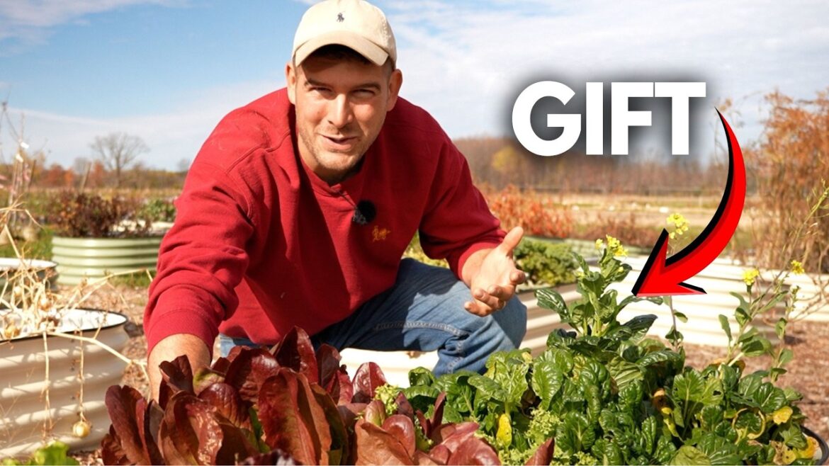 MIgardener: This Was a GIFT to Our Garden This Was a GIFT to Our Garden