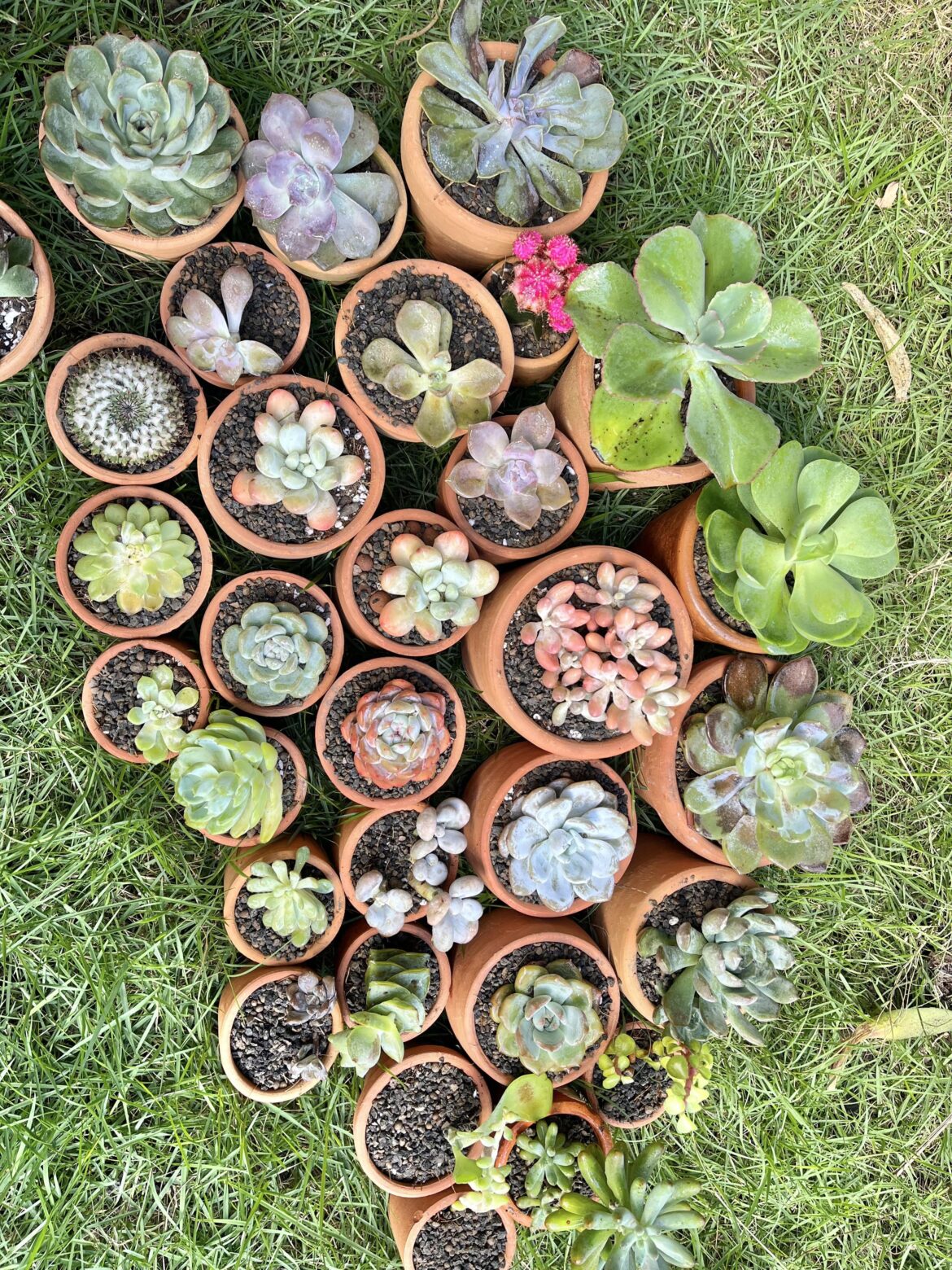 One month succulents-ary One month succulents-ary