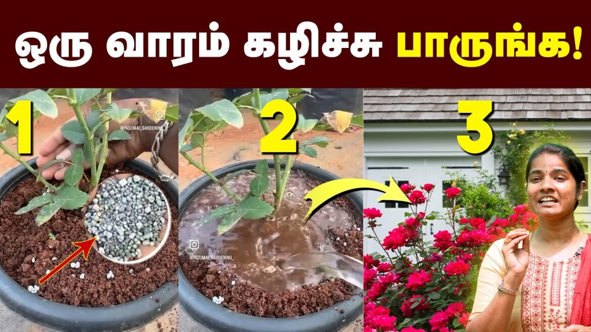 உங்க வீடு பூந்தோட்டமா மாறிடும்😍 | #gardening | இந்தப் பிரச்சனையை முதல்ல சரி பண்ணிடுங்க!