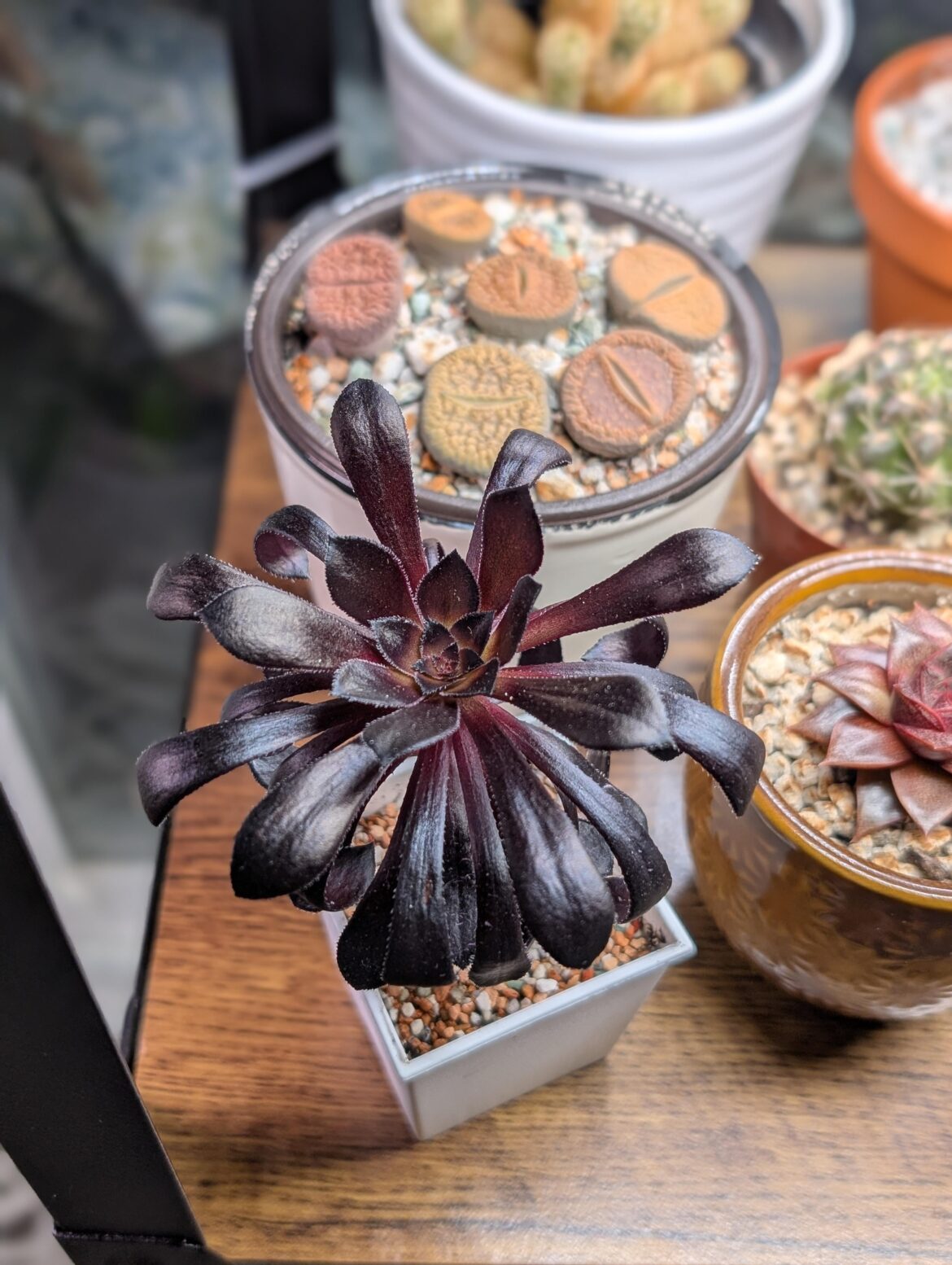 I'm new to the Aeonium world