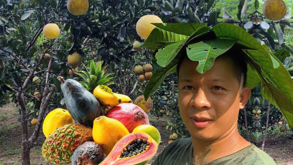 Off-Grid Island Homestead | Edible Tropical Fruits on the Island Off-Grid Island Homestead | Edible Tropical Fruits on the Island