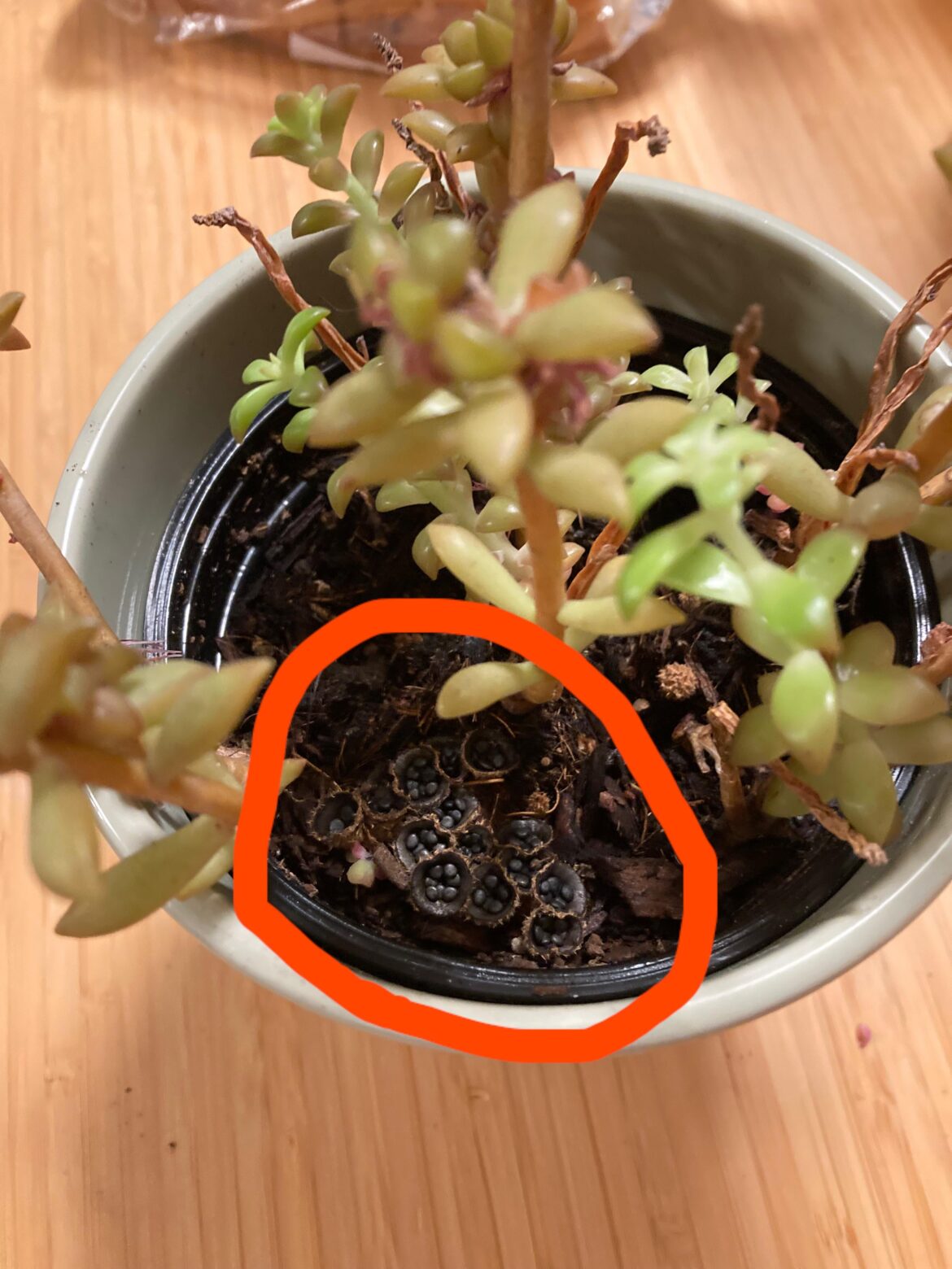 Unknown brown entity growing in my succulent pot