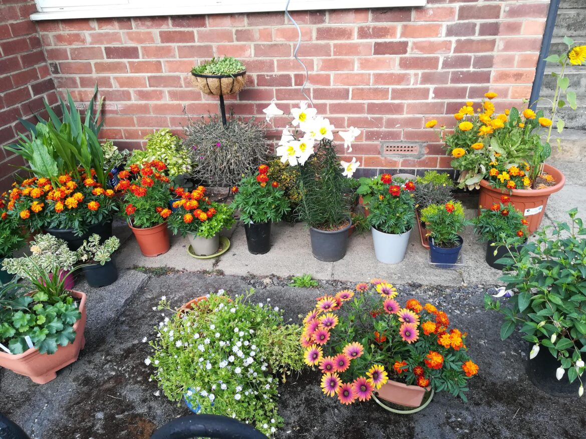 My display in summer