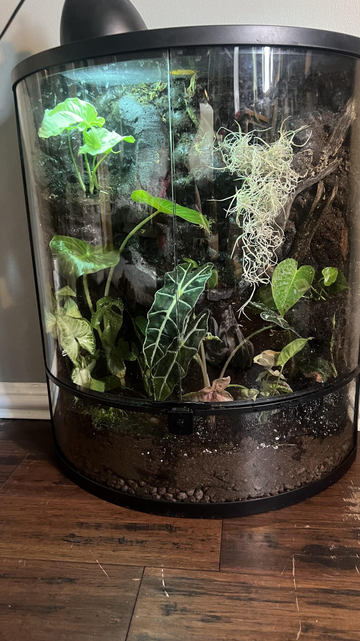 How do I make this more lush?