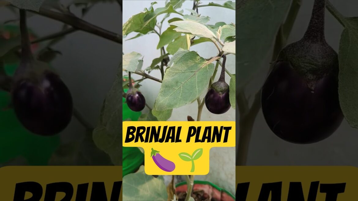 Baingan ka phodha🍆🌱 #gardening #trending #shorts #trendingshorts #youtubeshorts #vegitables #nature