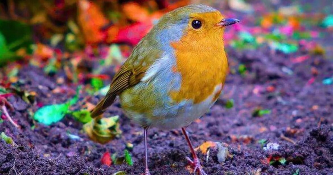 Robins will keep flocking to gardens if gardeners do a 10-minute task in November Birmingham Live