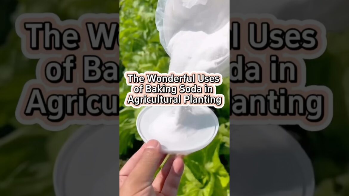 #garden #gardening #gardentools #homegarden #Planting #gardentips #ecofriendly