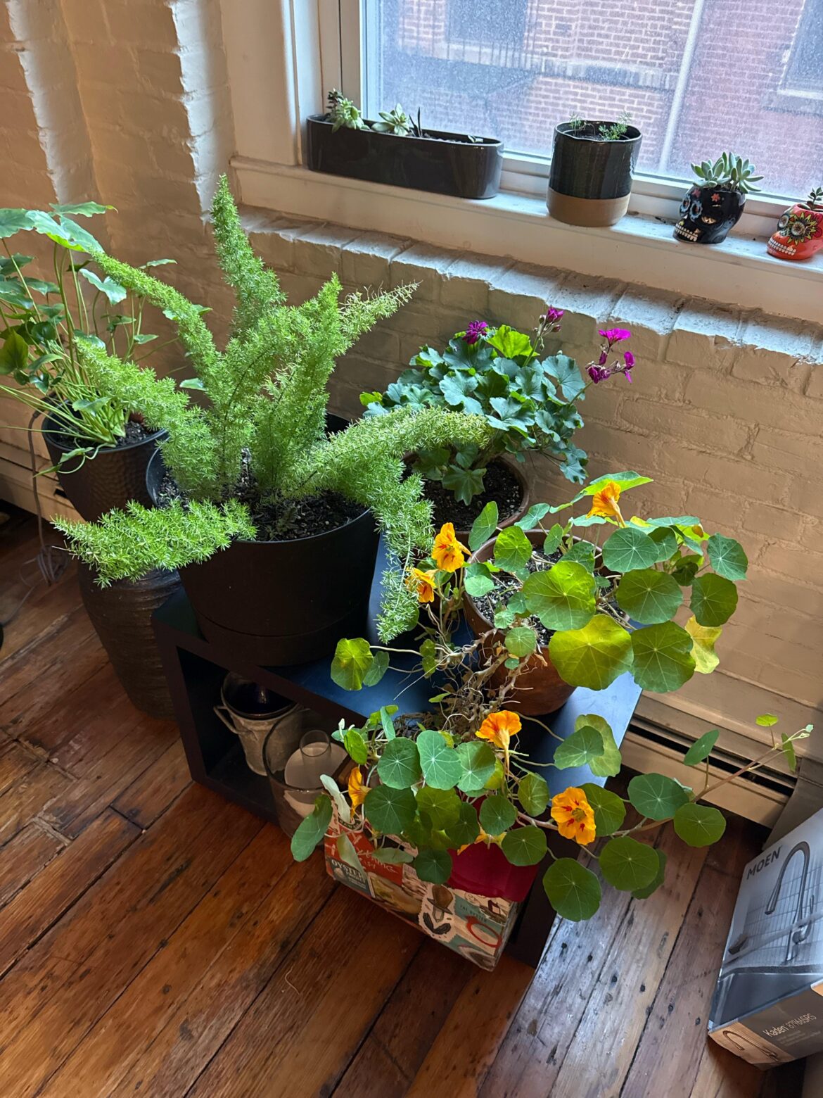 Overwintering or …?