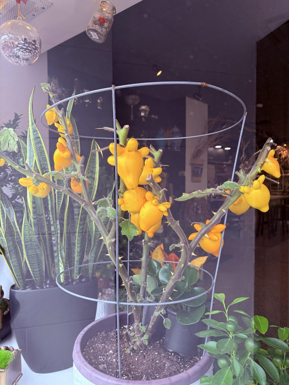 Seen in shop window