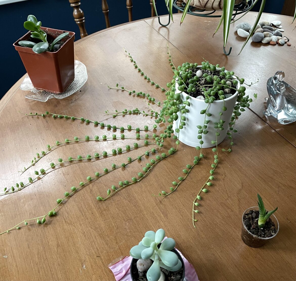 Time to repot & hang? lol